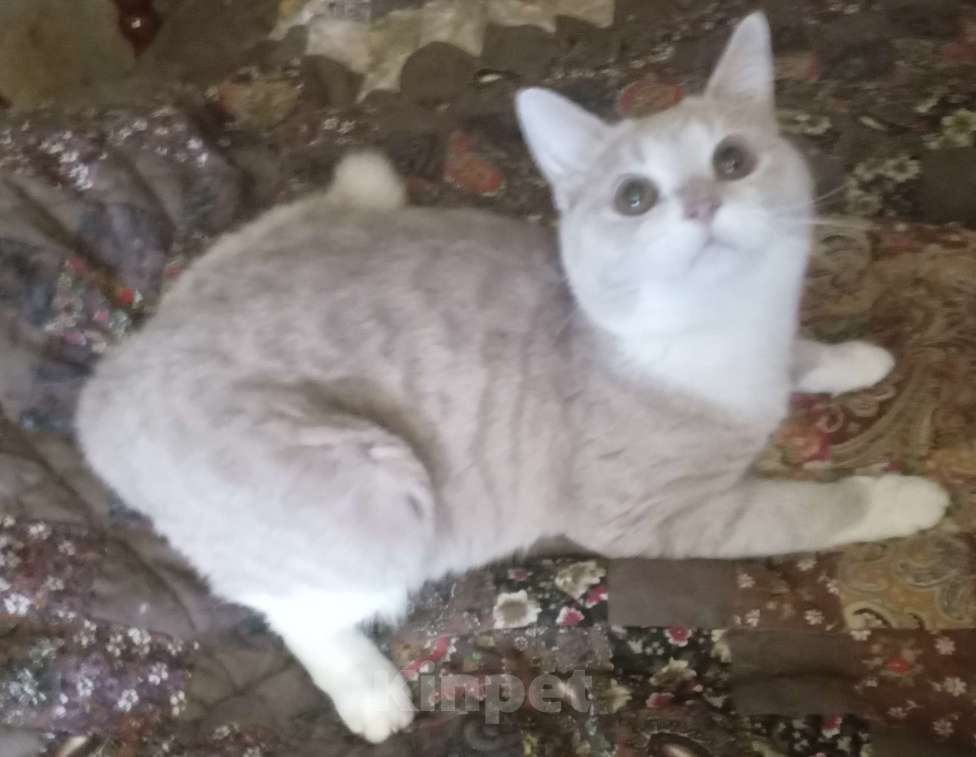 Кошки в Москве: Рыженький шотландский  котик-подросток Мальчик, Бесплатно - фото 1