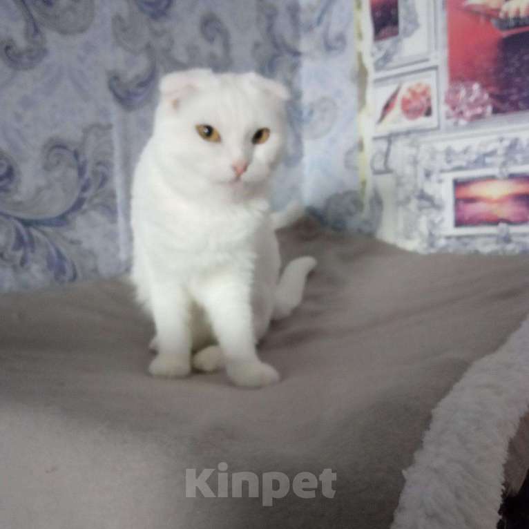 Кошки в Барнауле: Шотландские белоснежные котята., 3 500 руб. - фото 1