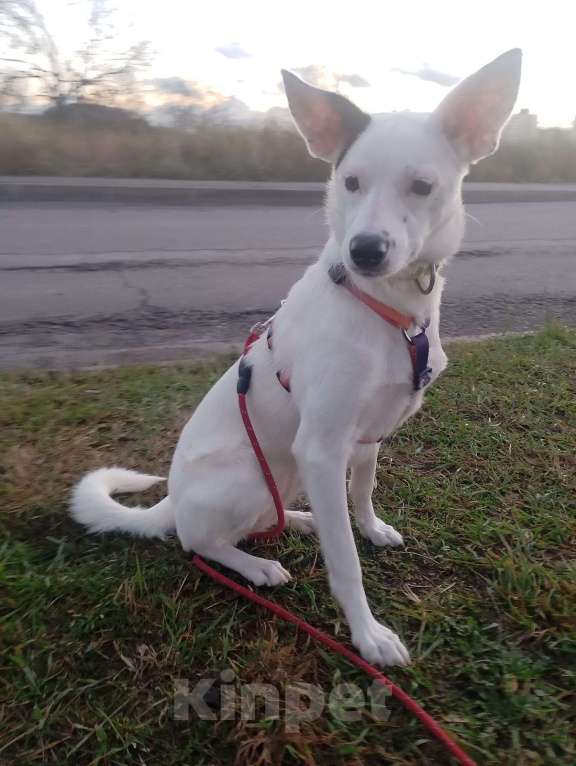 Собаки в Санкт-Петербурге: Очень красивая и добрая собака ищет дом Девочка, Бесплатно - фото 8