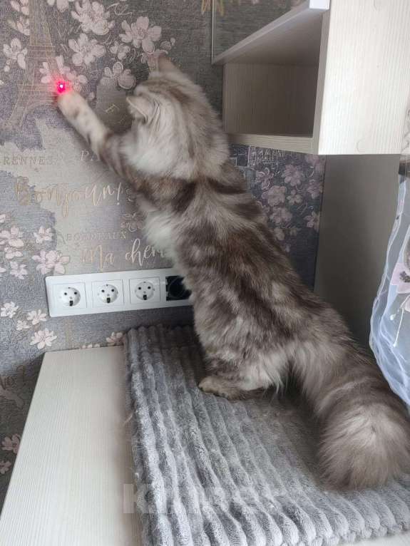 Кошки в Северодвинске: Британская кошка Девочка, 40 000 руб. - фото 8