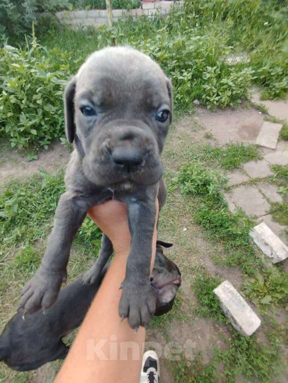 Собаки в Воронеже: Кане Корсо щенки  Мальчик, 23 000 руб. - фото 3