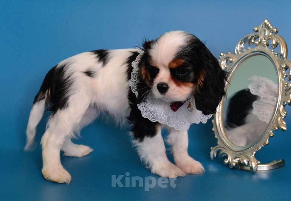 Собаки в Куровском: Девочка триколор Девочка, 85 000 руб. - фото 3