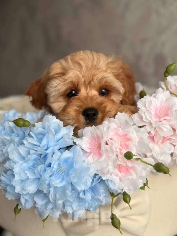 Собаки в Москве: Кавапу щенок Девочка, Бесплатно - фото 5