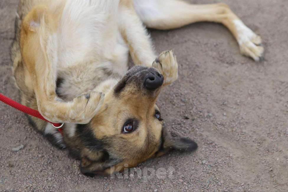 Собаки в Санкт-Петербурге: Добрый, домашний молодой пёс Арчи ищет дом Мальчик, Бесплатно - фото 3