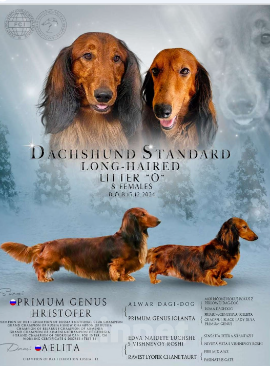 Собаки в Москве: Эксклюзивная мраморная девочка таксы длинношерстной Девочка, 30 000 руб. - фото 5