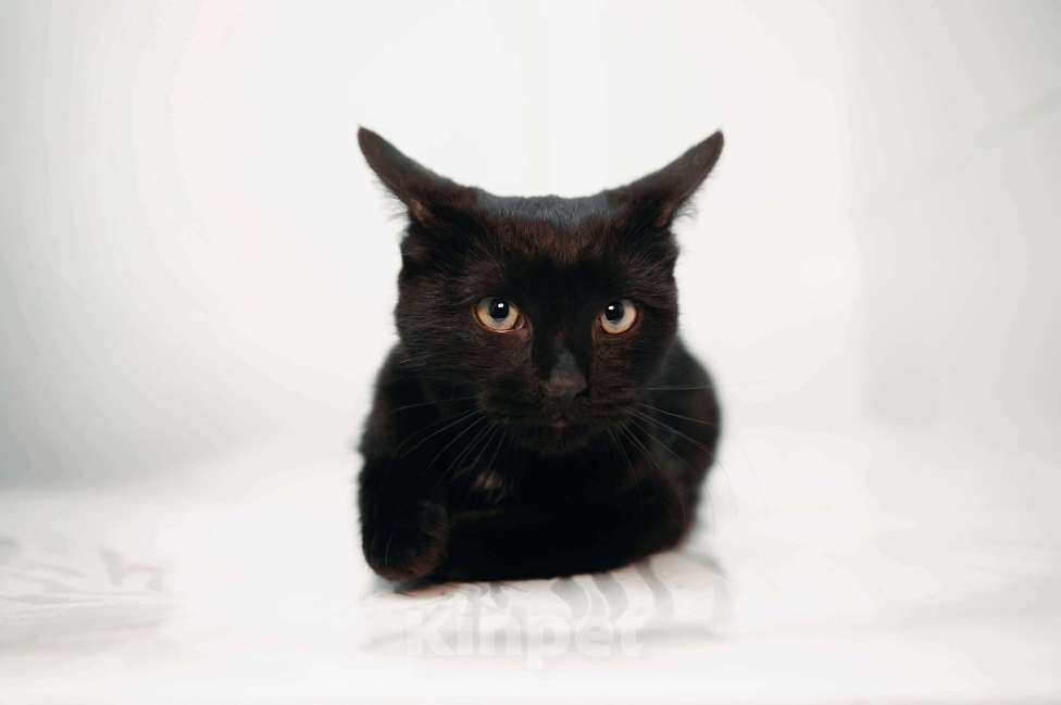 Кошки в Москве: Фибоначи - нежный скромный котик. Мальчик, Бесплатно - фото 1