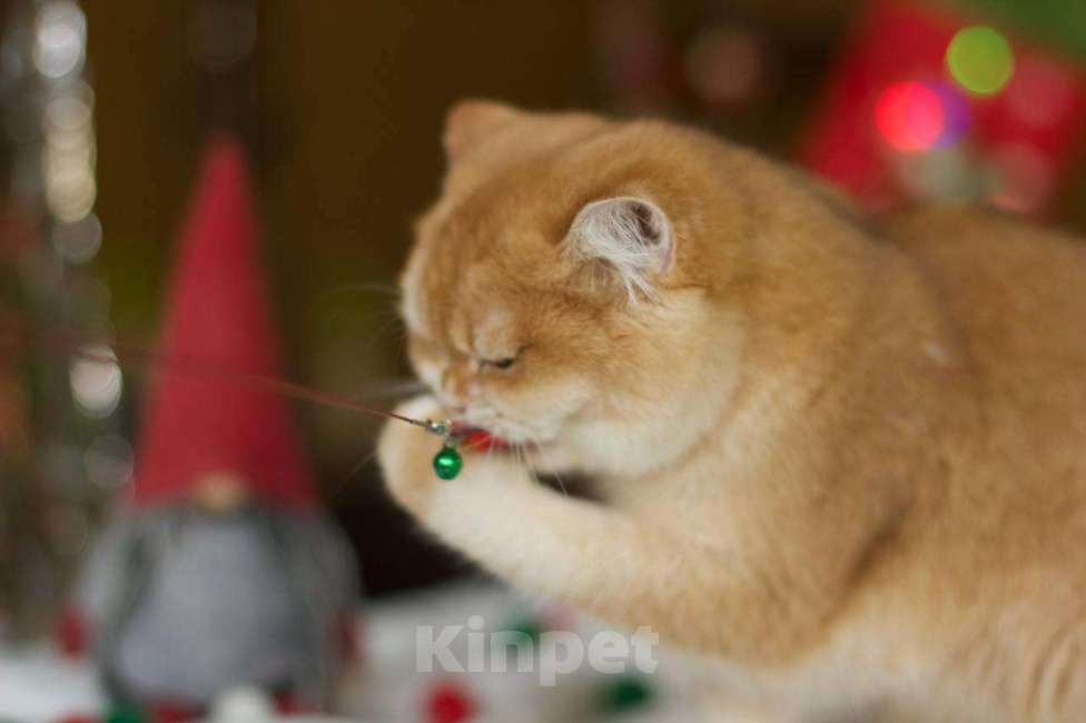 Кошки в Москве: Британский котенок Петунья Девочка, 70 000 руб. - фото 2