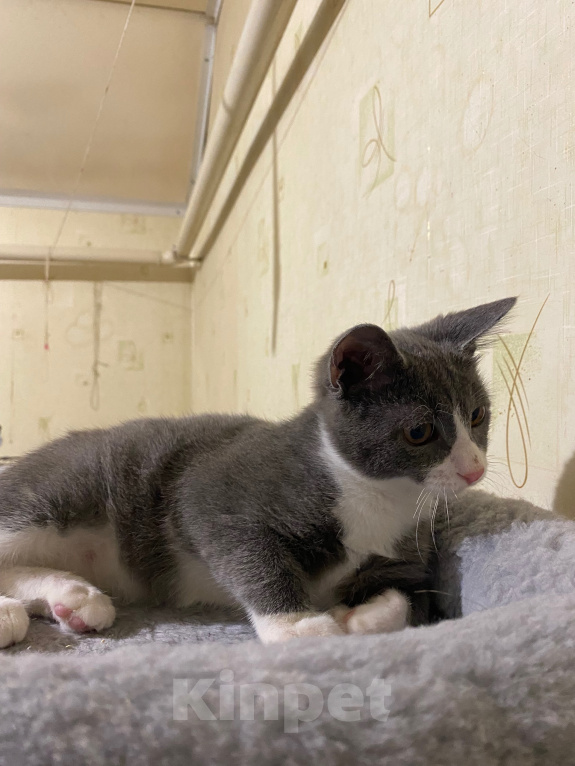 Кошки в Долгопрудном: Котенок в добрые руки Мальчик, Бесплатно - фото 7