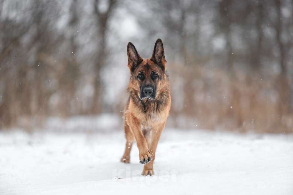 Собаки в Вологде: Щенки немецкой овчарки РКФ Девочка, Бесплатно - фото 2