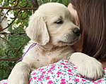 Собаки в Краснодаре: Золотистый ретривер щенок  Мальчик, 50 000 руб. - фото 1