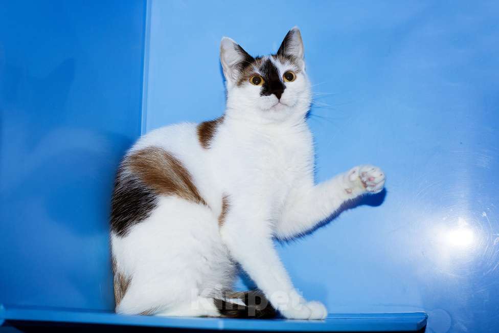 Кошки в Москве: Яркая коська в добрые руки Девочка, Бесплатно - фото 3