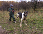Собаки в Видном: Ра, 2 года Мальчик, Бесплатно - фото 10