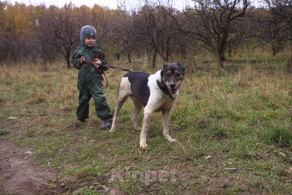 Собаки в Видном: Ра, 2 года Мальчик, Бесплатно - фото 10