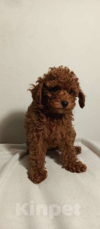 Собаки в Москве: Девочка той пудель ред браун Девочка, Бесплатно - фото 3