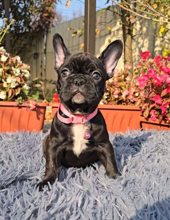 Собаки в Симферополе: Тигровая девочка щенок Девочка, 30 000 руб. - фото 6