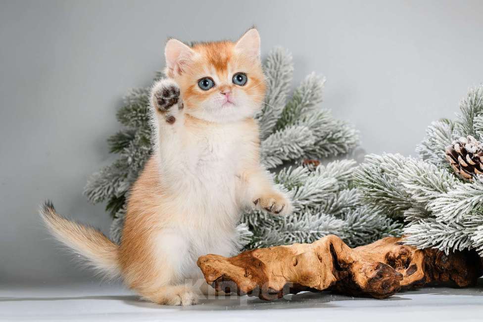 Кошки в Москве: Британские котята. Золотые шиншиллы Мальчик, Бесплатно - фото 3