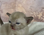 Кошки в других городах Московской области: Котята европейской бурмы Мальчик, 90 000 руб. - фото 3