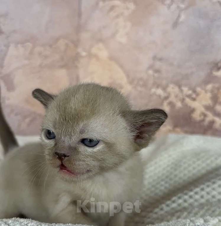 Кошки в других городах Московской области: Котята европейской бурмы Мальчик, 90 000 руб. - фото 3