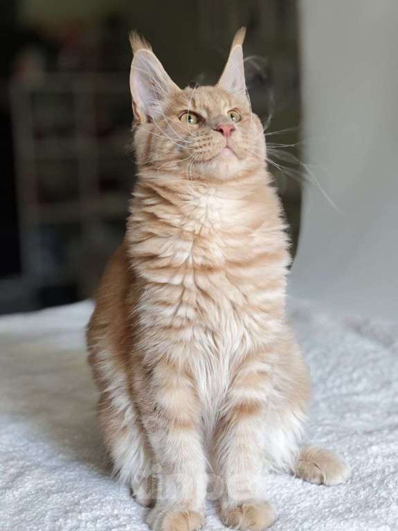 Кошки в Чайковском: Мальчик Мейн кун. MCO окрас - e 09 кремовый с белым Мальчик, 45 000 руб. - фото 6