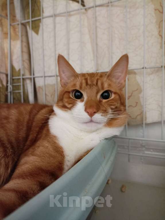 Кошки в Москве: Макс Мальчик, Бесплатно - фото 8