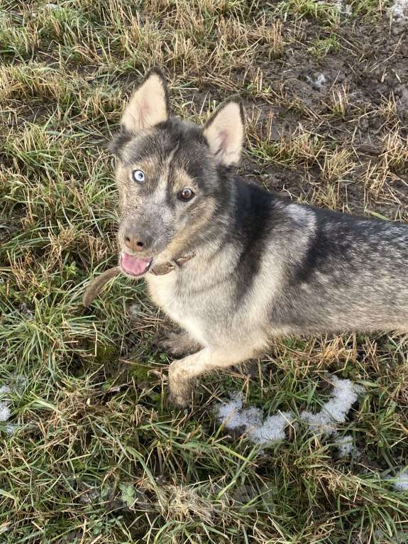 Собаки в Санкт-Петербурге: Девочка в добрые руки Девочка, Бесплатно - фото 3