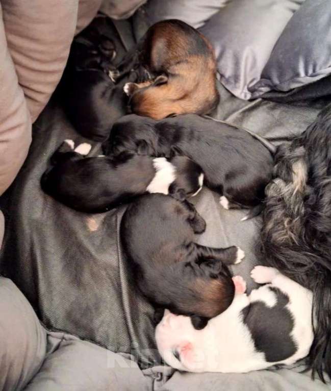 Собаки в Воскресенске: Тибетский терьер щенки Мальчик, 75 000 руб. - фото 1