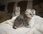Кошки в Курганинске: Шотландские котята Мальчик, Бесплатно - фото 6