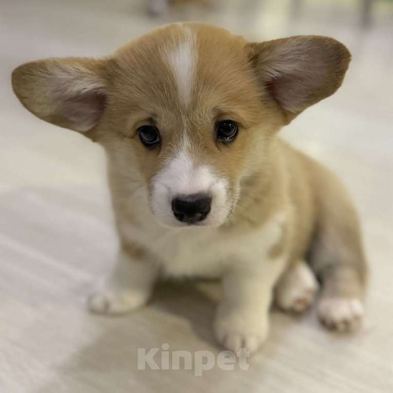 Собаки в Воронеже: Девочка 2,5 мес Девочка, Бесплатно - фото 5