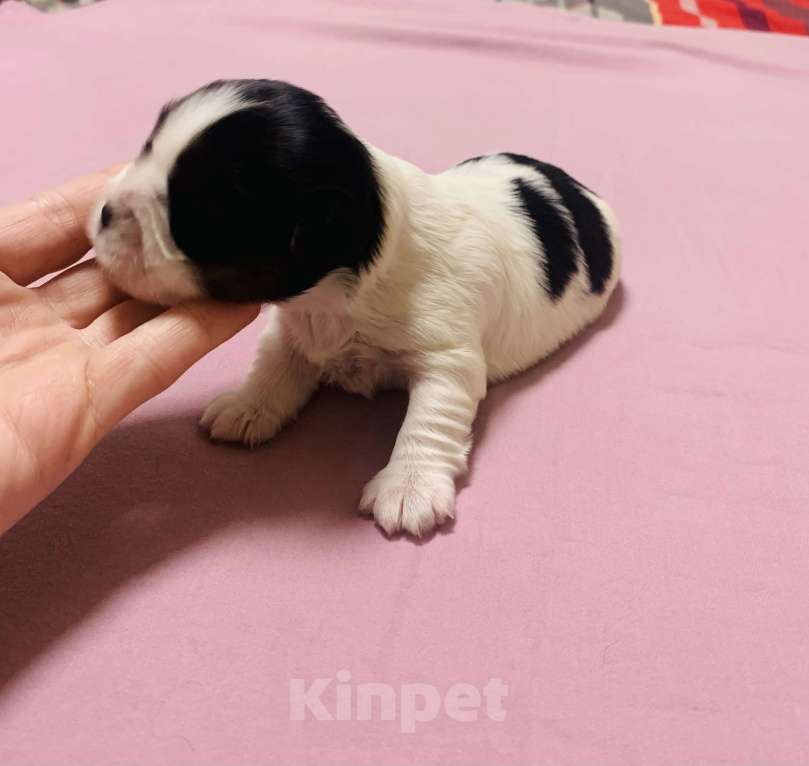 Собаки в Алупке: Щенок Бивер Йоркширский терьер Девочка, Бесплатно - фото 2