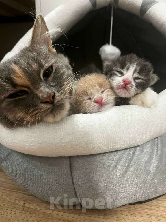 Кошки в Москве: Домашний котенок-мальчик , хорошим людям даром Мальчик, Бесплатно - фото 7