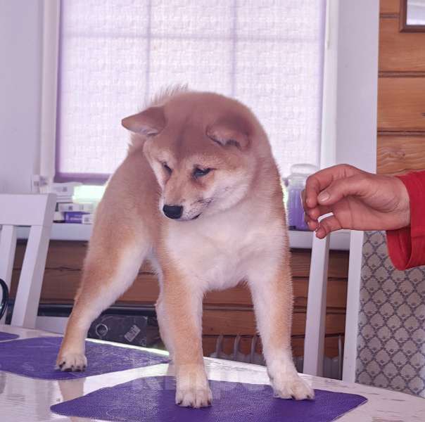 Собаки в Москве: Сиба ину. Красотка. Девочка, 70 000 руб. - фото 4