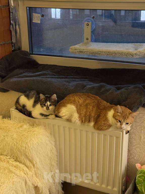 Кошки в Балашихе: Бабл Ти и Котя в одни руки Девочка, Бесплатно - фото 2