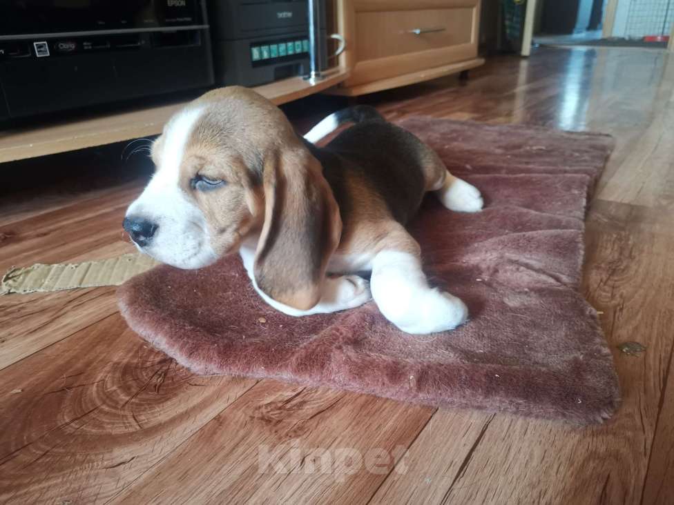 Собаки в Нижнем Новгороде: Бигль мальчик ищет любящего и заботливого хозяина Мальчик, 50 000 руб. - фото 6