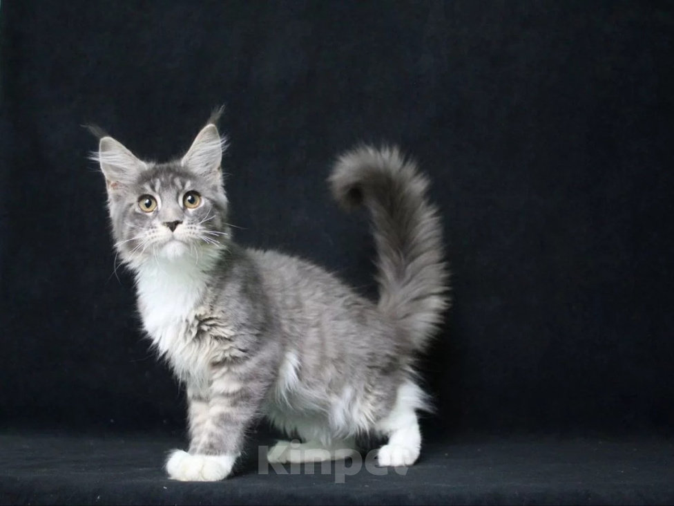 Кошки в Краснодаре: Котёнок мейн кун девочка Девочка, 25 000 руб. - фото 1