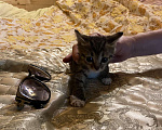 Кошки в Москве: Котята в добрые руки Девочка, Бесплатно - фото 3