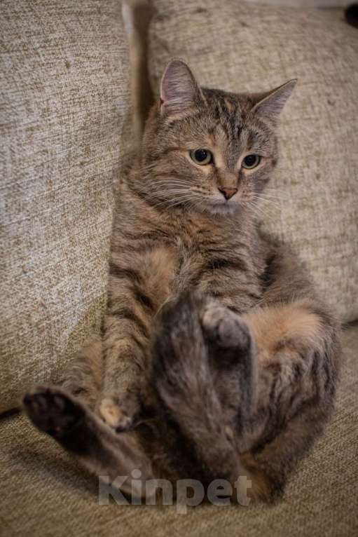 Кошки в Москве: Кошечка Лада в добрые руки Девочка, Бесплатно - фото 2