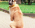 Собаки в Москве: Собака в добрые руки, Бесплатно - фото 6