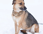 Собаки в Москве: Бедный Оливер дважды вернулся в приют Мальчик, Бесплатно - фото 1
