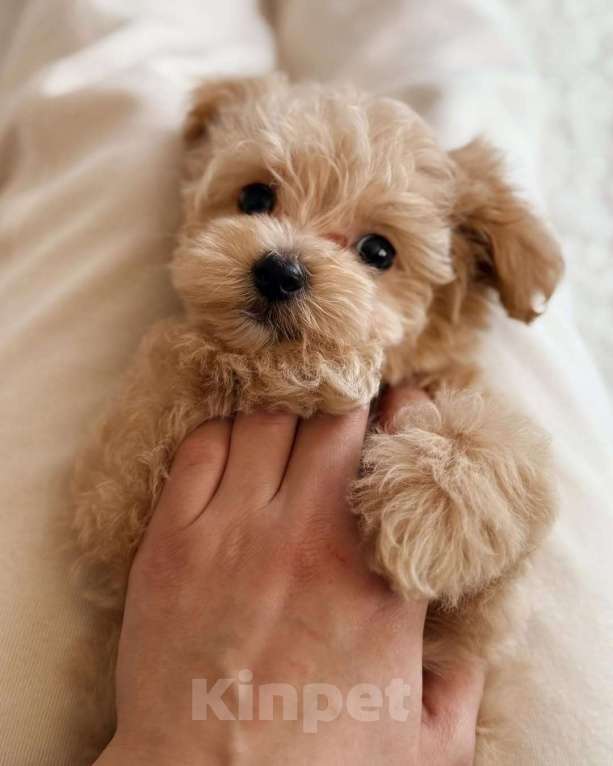 Собаки в Краснодаре: Мальтипу , щенок Мальчик, 180 000 руб. - фото 5