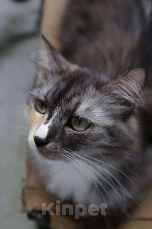 Кошки в Красноярске: Отдам кошку в добрые руки  Девочка, Бесплатно - фото 1