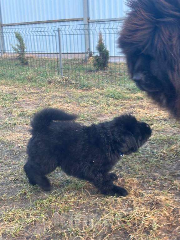 Собаки в других городах Тверской области: Щенки тибетского мастифа Девочка, Бесплатно - фото 2