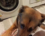 Собаки в Рязани: Отдам в добрые руки  Мальчик, Бесплатно - фото 2