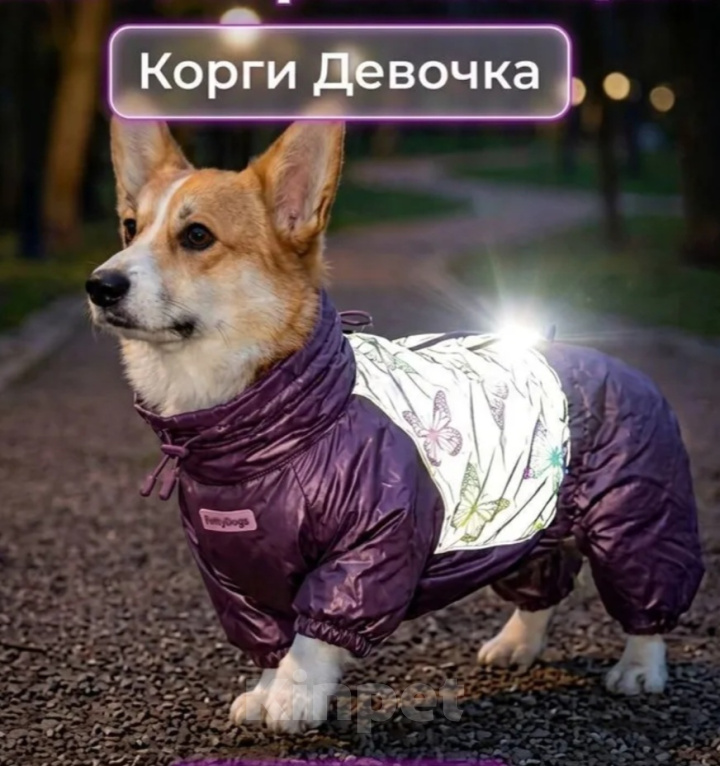 Собаки в Москве: Коржик девочка Мия Девочка, 35 000 руб. - фото 3