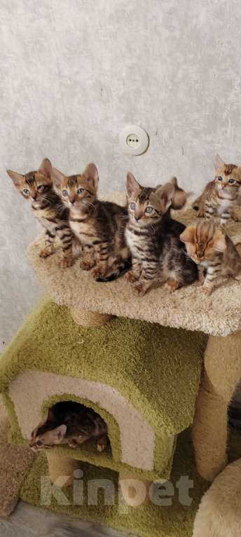 Кошки в Санкт-Петербурге: Бенгальские малыши Девочка, 25 000 руб. - фото 5