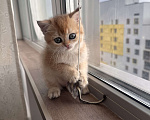 Кошки в других городах Московской области: Британская золотая шиншилла котята ny 12, ny 11, ny 25 Девочка, 35 000 руб. - фото 2