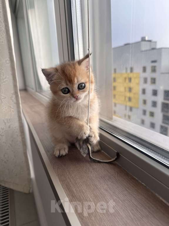 Кошки в других городах Московской области: Британская золотая шиншилла котята ny 12, ny 11, ny 25 Девочка, 35 000 руб. - фото 2