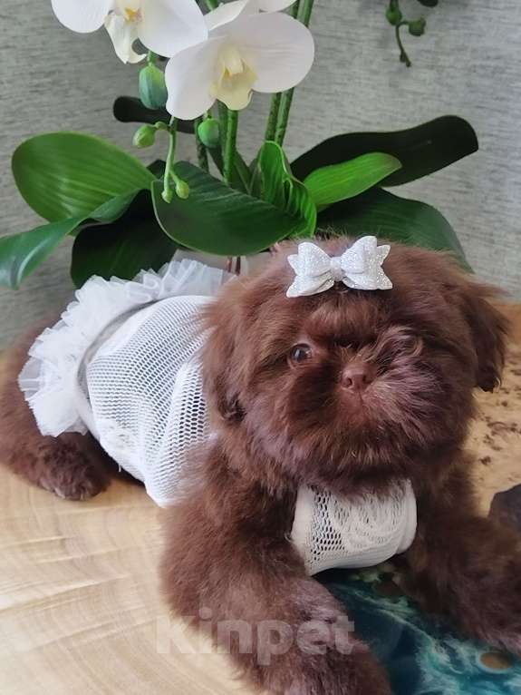 Собаки в других городах Московской области: Щенок ши тцу Девочка, Бесплатно - фото 1