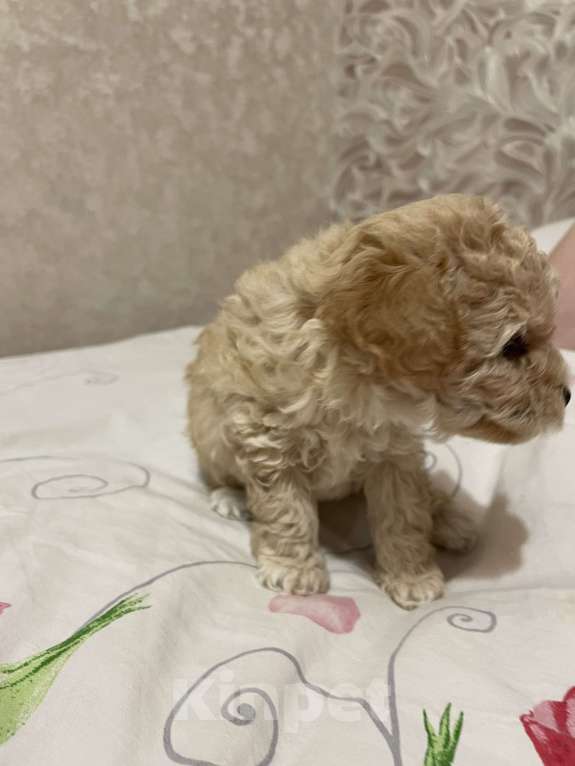 Собаки в Нижнем Новгороде: Той-пудель девочка (темная)  Девочка, 55 000 руб. - фото 3