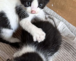 Кошки в Ростове-на-Дону: Котята живут на улице, ищут добрые руки Разнополые, Бесплатно - фото 6