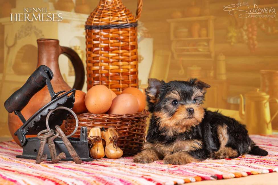 Собаки в Санкт-Петербурге: Мальчик йоркширский терьер Мальчик, 50 000 руб. - фото 2